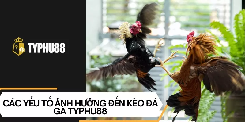 Các yếu tố ảnh hưởng tới kèo đá gà Typhu88